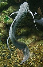 Mramorovaný lungfish 1.jpg