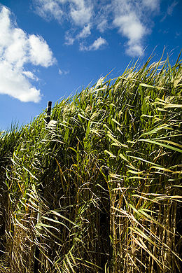 Miscanthus ×giganteus