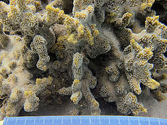 Montipora hispida