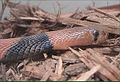 Red Spitting Cobra, Naja pallida