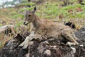 Tahr-nilgiri (Nilgiritragus hylocrius)