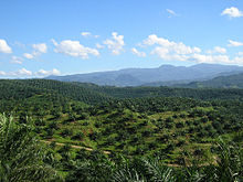 Vast palm oil plantation in Bogor Regency, West Java. Indonesia is the world's largest producer of palm oil. Oil palm plantation in Cigudeg-03.jpg