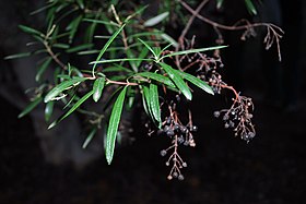 Ornithostaphylos oppositifolia (folhagem e frutos).´