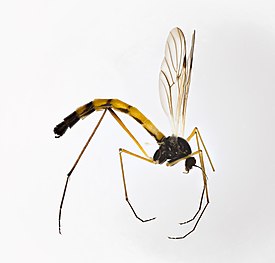 Pachyneura fasciata