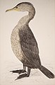 Double-Crested Cormorant, pen and watercolour, 1865