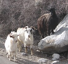 Cashmere Goat Breeds