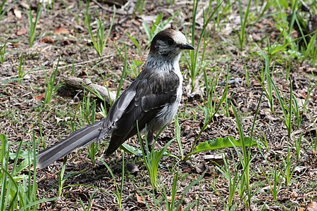 עורבני אפור (Perisoreus canadensis)