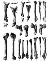 Иллюстрация сборки крыловых костей пасьянса