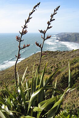 Új-zélandi kender (Phormium tenax)