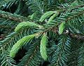 Picea koraiensis Young- 2. jpg