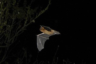 3 – Pipistrelle commune ou Pipistrellus pipistrellus en vol nocturne (Bretagne, juin 2006).