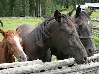Horses at Mrzli studenec on Pokljuka plateau (...