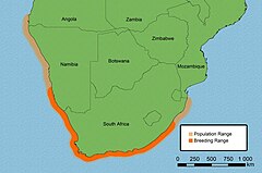 Population and breeding range of the African Black Oystercatcher Haematopus moquini.jpg