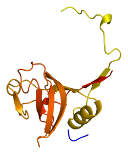 Protein CTSL1 PDB 1cjl.png