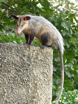 Didelphis marsupialis