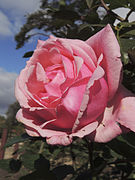 'Radiance'[12]​ Cook & Son 1908. HT. Globulares de color rosa, fuertemente perfumadas. Un globular de rosa más profundo y con más fuerza que su abuelo, 'Mme Caroline Testout'.