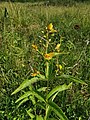 Rezerwat przyrody Skotawskie Łąki na Wysoczyźnie Polanowskiej, w gminie Czarna Dąbrówka. Tojeść pospolita (Lysimachia vulgaris).