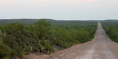 Tamaulipan thornscrub habitat, Webb Co., Texas, (10 June 2016)