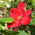 Rosa Altissimo 2.jpg