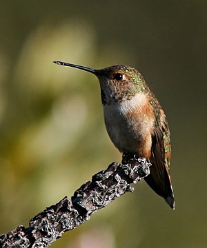 English: Rufous Hummingbird (female)