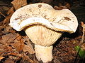 Russula delica1. jpg