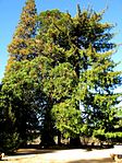 Sequoia roja del Noguer (Viladrau)