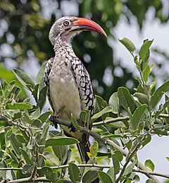 ♂ Tockus rufirostris