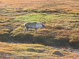 Spitzbergen-Rentier auf der gleichnamigen Insel