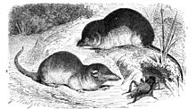 Common shrew Spitzmaeuse-drawing.jpg