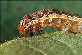 Larva de Spodoptera frugiperda