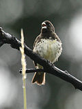 Miniatura para Sporophila nigricollis