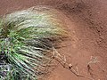 Eragrostis curvula