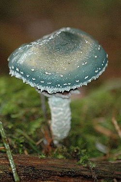 Spanskgrøn Bredblad (Stropharia aeruginosa)