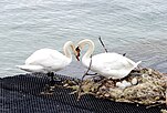 Swans with nest and eggs at Lake Constance.jpg