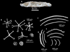 Synallactes quatrami