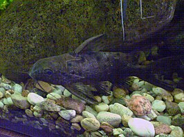 Synodontis ocellifer