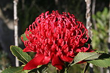 A red dome-shaped flowerhead made up of hundreds of red flowers in late afternoon sun in bushland
