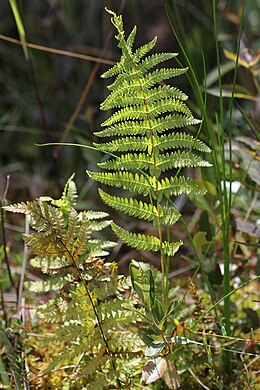 Paprastasis pelkiapapartis (Thelypteris palustris)