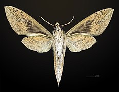 Male ventral view