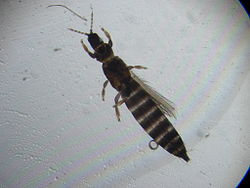 http://upload.wikimedia.org/wikipedia/commons/thumb/7/7b/Thrips.JPG/250px-Thrips.JPG