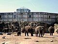 Elefanthus