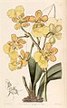 Trichocentrum bicallosum (syn. Oncidium bicallosum)