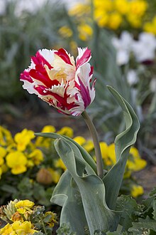 horned tulip