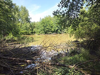 Einer der größeren Teiche im Sollacher Forst