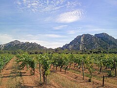 Vignes à Saint-Rémy-de-Provence.