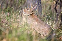 A feral rabbit on a farm in Victoria (Australia) Wild rabbit in grass.jpg