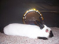 FOR COMPARISONHimalayan rabbit(Note the "cylindrical" body type)