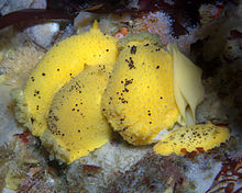 Yellow Dorid Makeout Session (Doris montereyensis).jpg