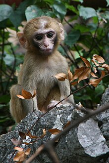 Studies with young rhesus macaques suggest that some gender-typical preferences may not only be caused by human socialization. Young Rhesus Macaque.jpg
