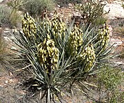 Yucca baccata